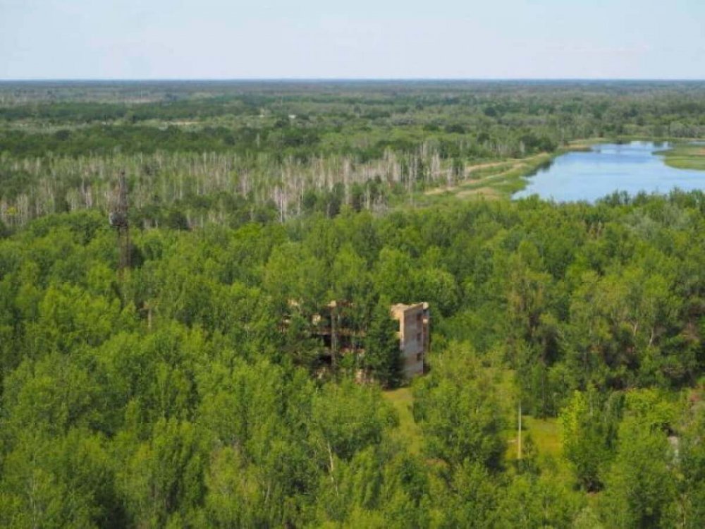 Чернобыль зона отчуждения природа