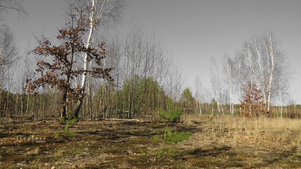 Рыжий лес Чернобыль