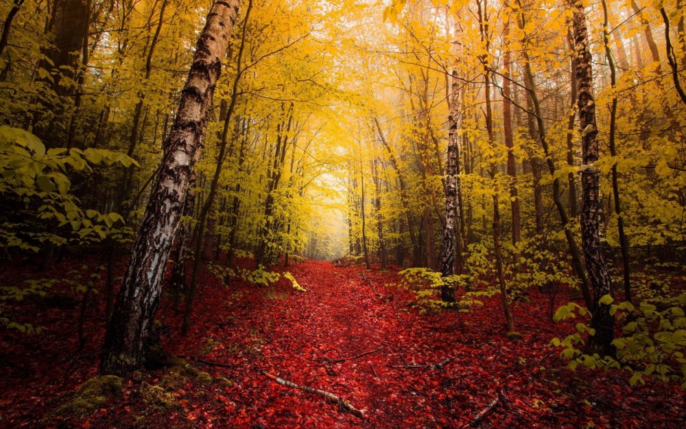 Осенний лес для фотошопа