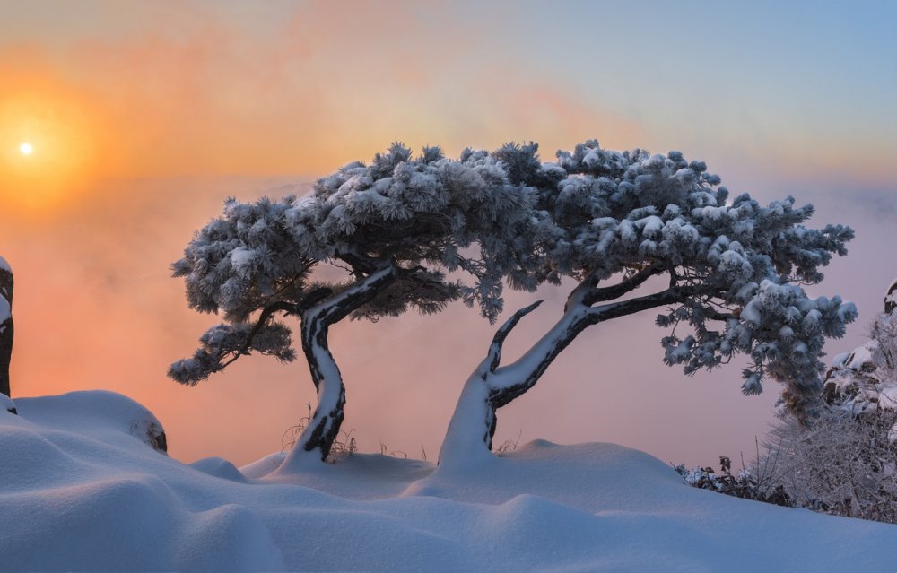 Одинокое дерево в снегу