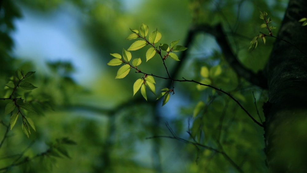 Природа деревья листва