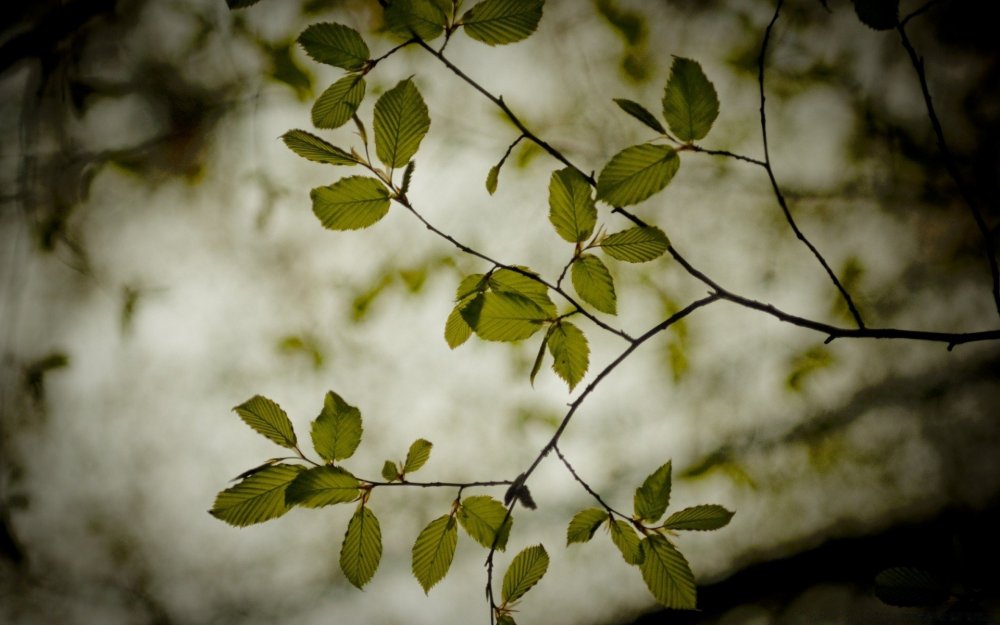 Ветка с листвой