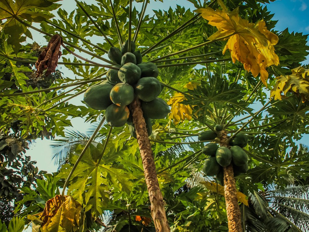 Малага плантации манго