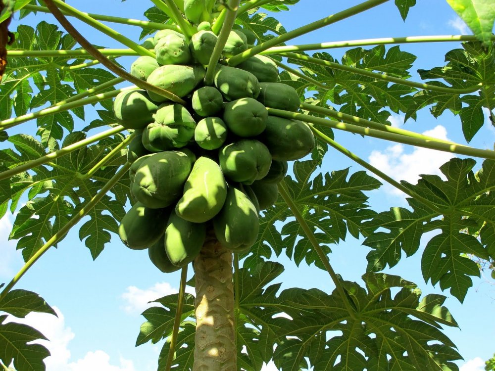 Аруба растение папайя