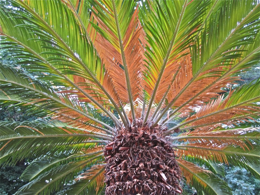 Пальма Цикас в природе