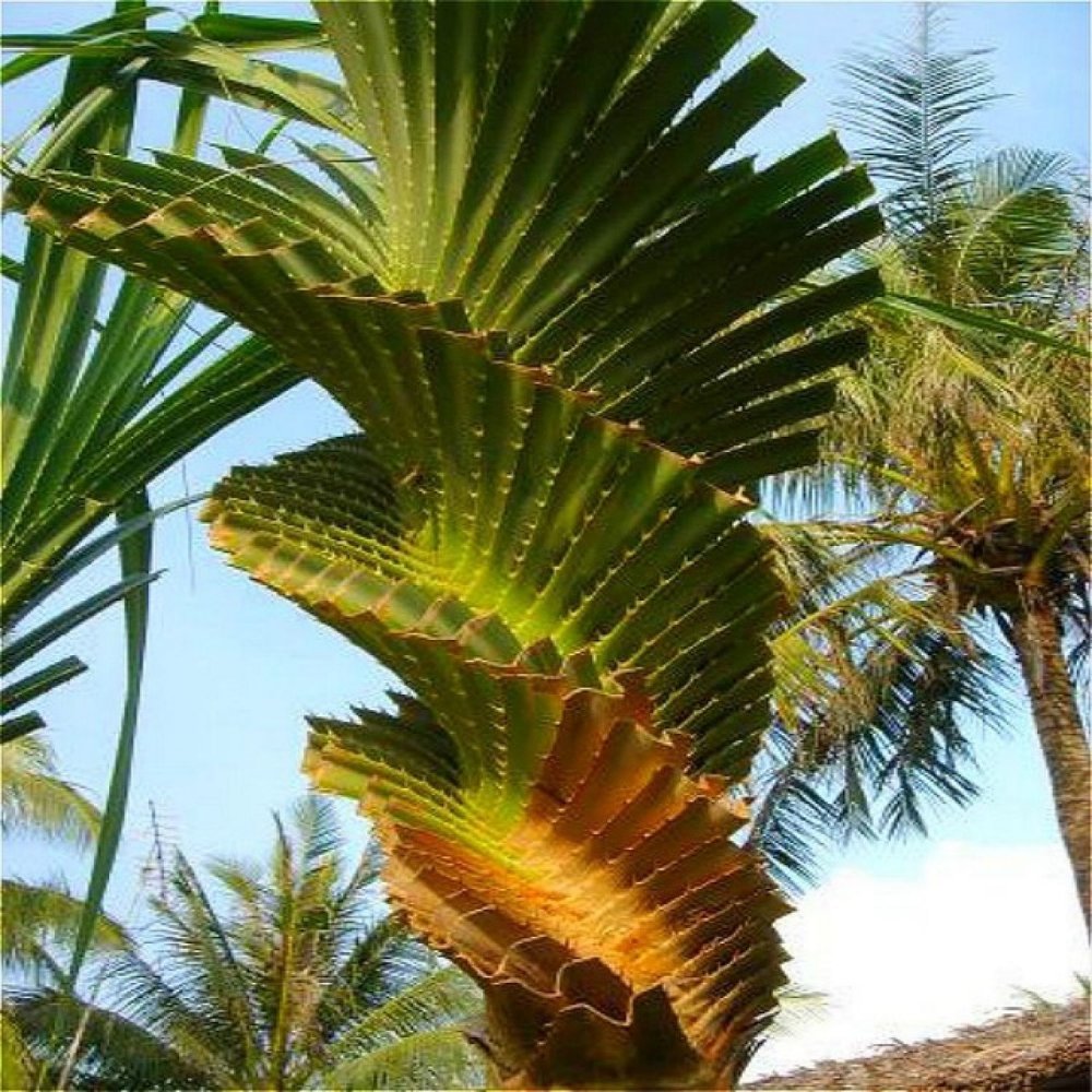 Пальма коррида растение