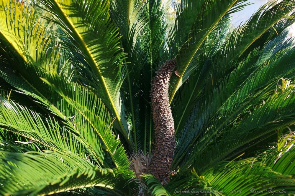 Саговая Пальма в оранжерее