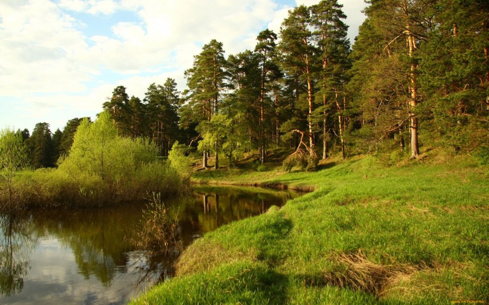 Леса Костромской области