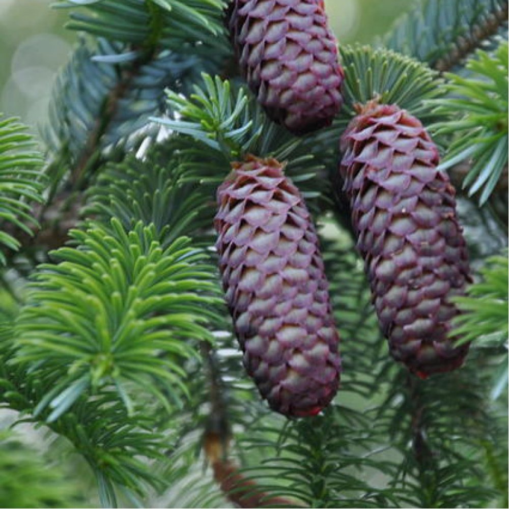 Ель Аянская Picea ajanensis