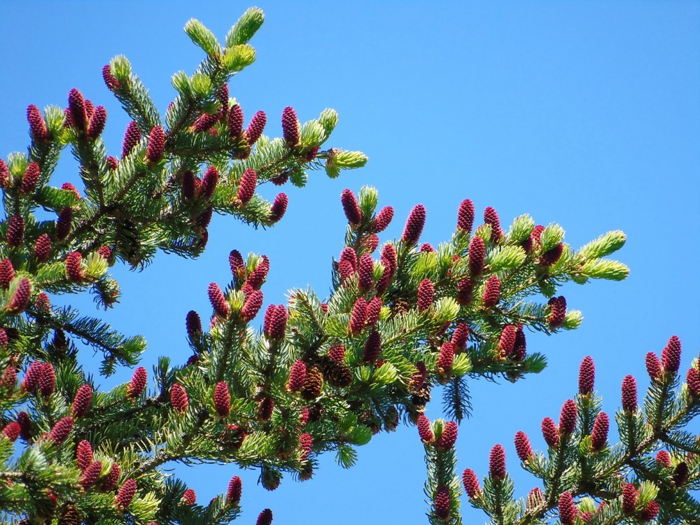 Ель Аянская (Picea jezoensis)