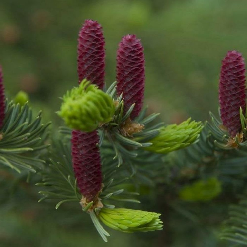 Picea koraiensis ель корейская шишки