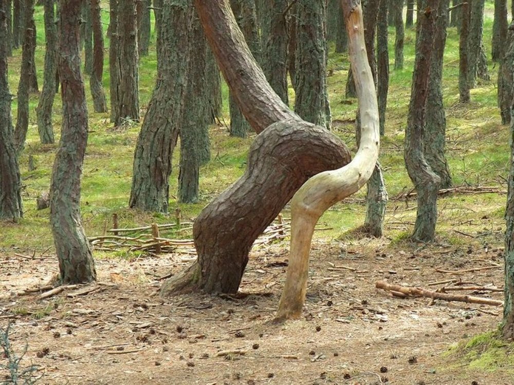Куршская коса лес