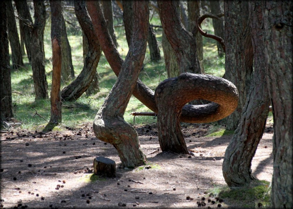 Нерейский лес Куршская коса