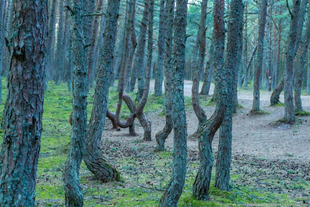 Танцующий лес в Калининграде