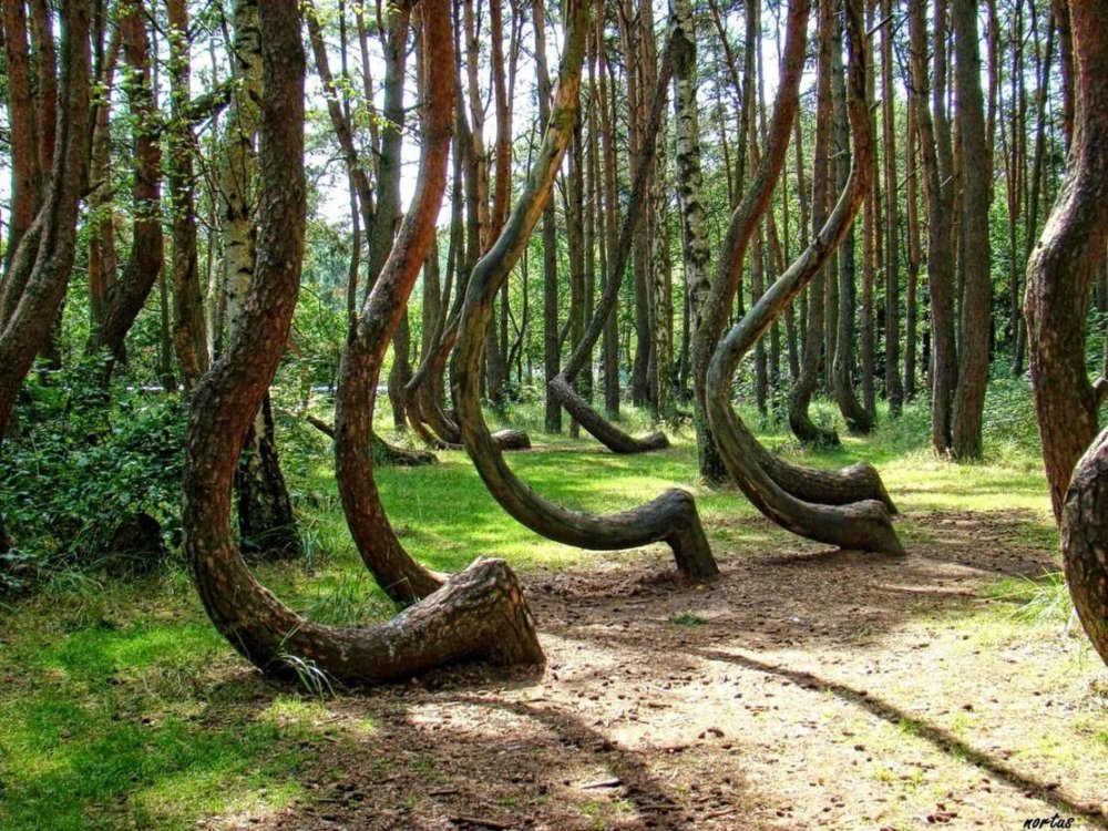 Куршская коса Калининградская область Танцующий лес