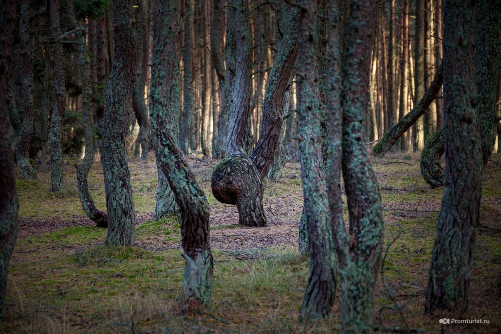 Куршская коса Калининград Танцующий лес