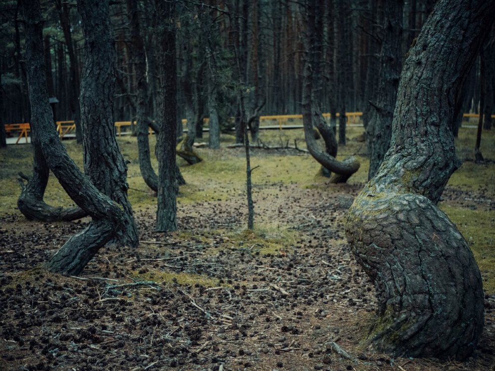 Кривой лес Польша Krzywy las, Polska