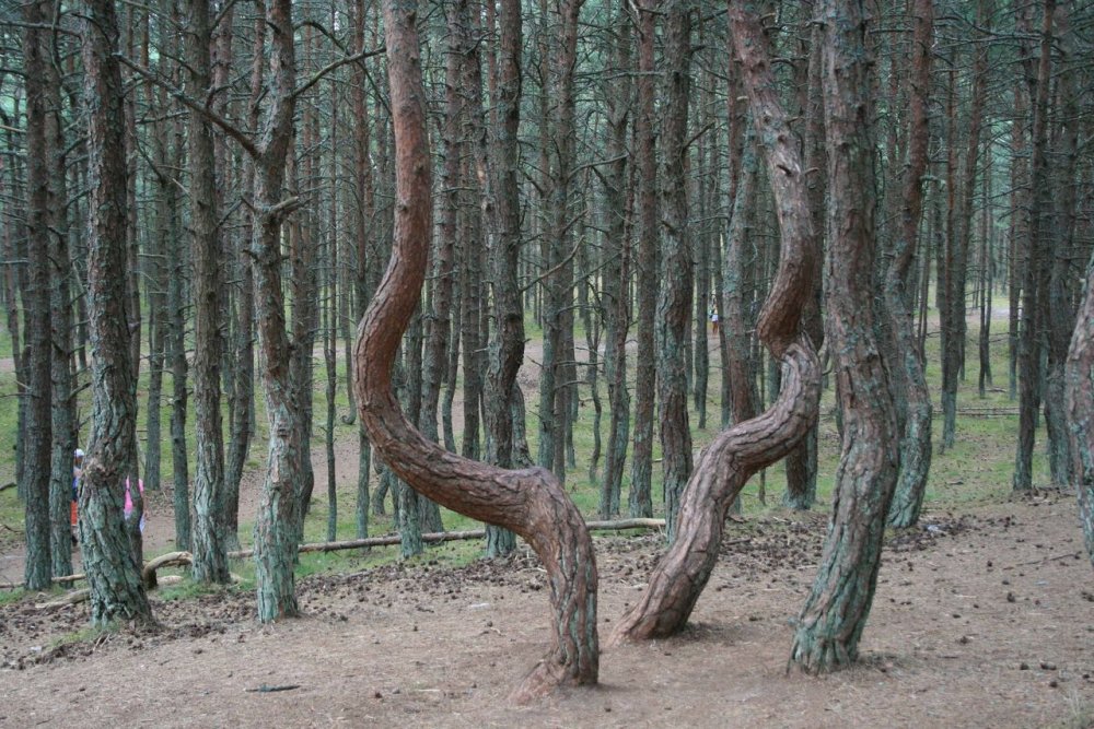 Калининград аномальный лес