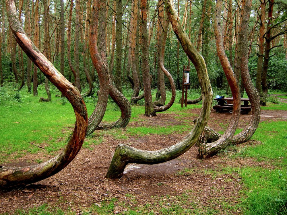 Куршская коса Калининград национальный парк растения