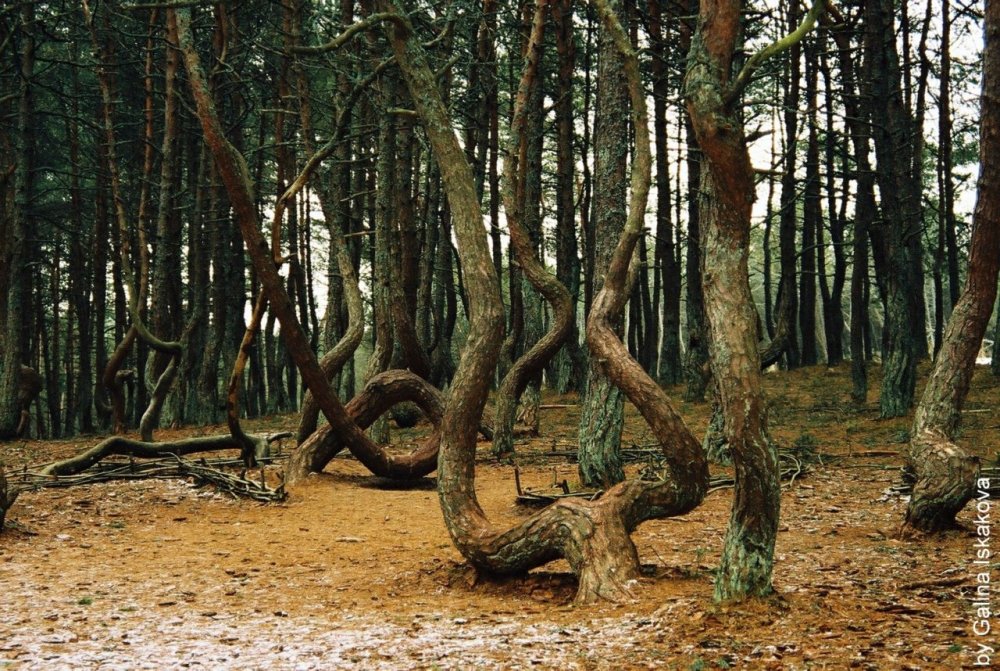 Танцующий лес аномалия