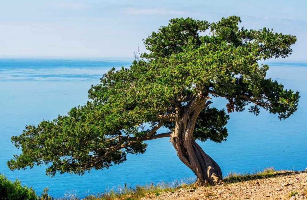 Чинара дерево у моря