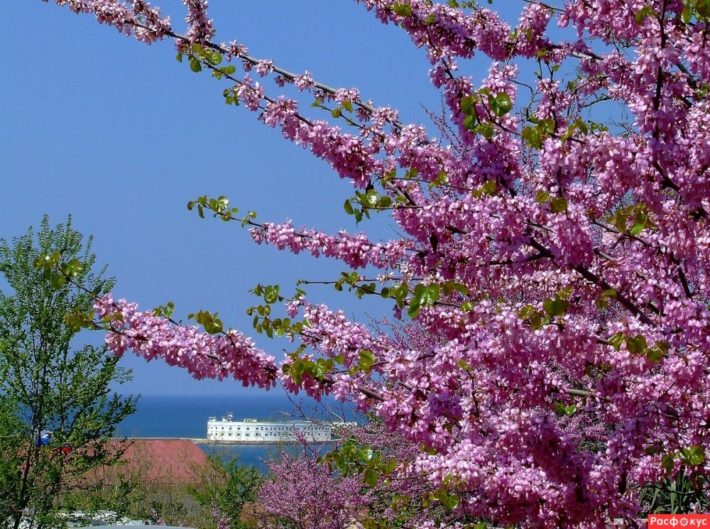 Севастополь весной цветет