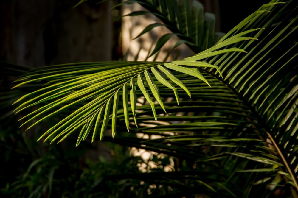 Веточка финиковой пальмы