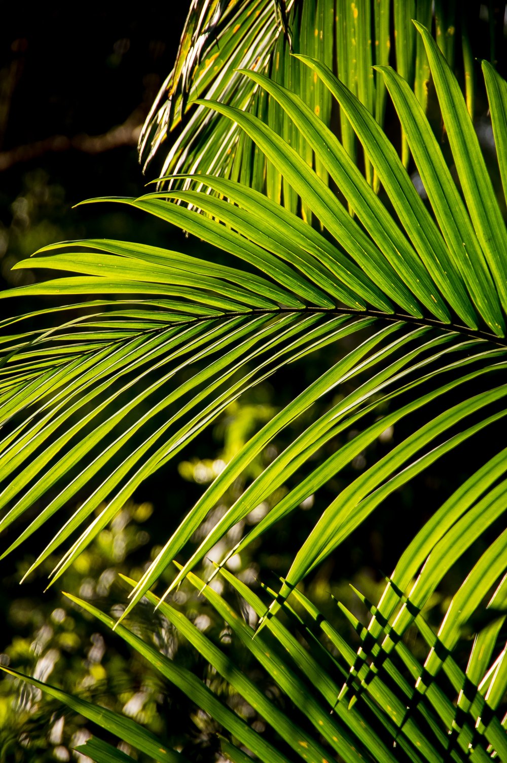 Тропическая Пальма с перистыми листьями семена