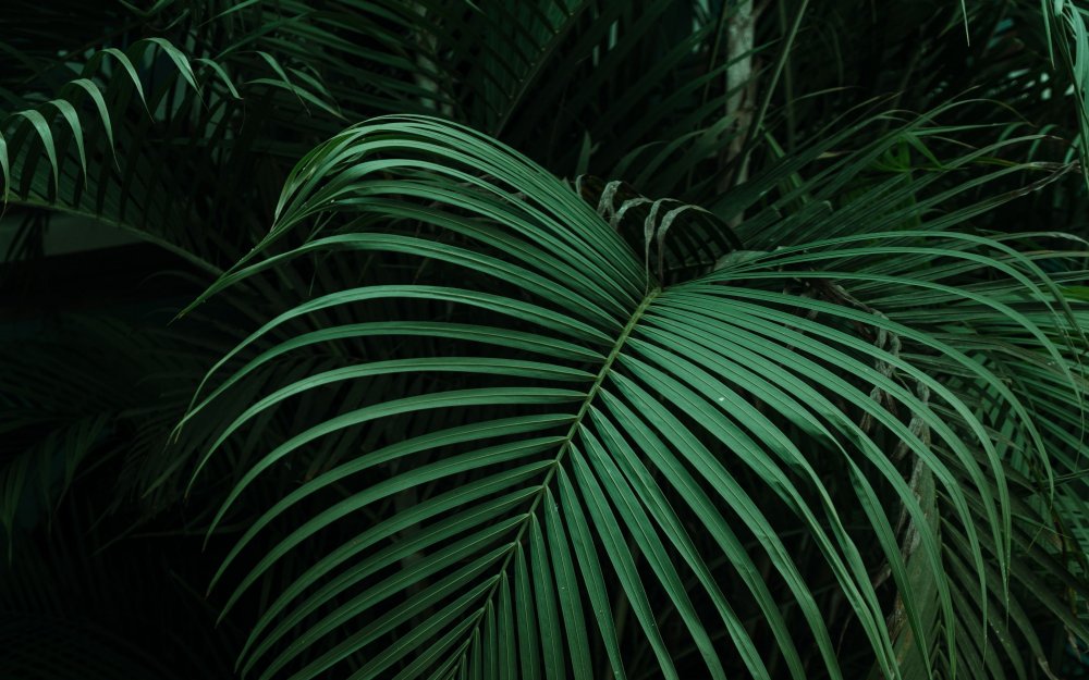 Зеленые пальмовые листья