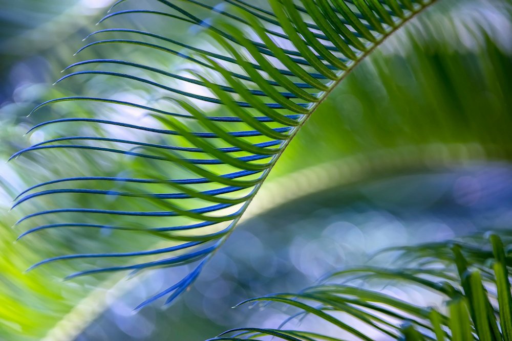 Зеленые пальмы