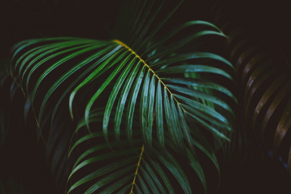 Темные тропические листья