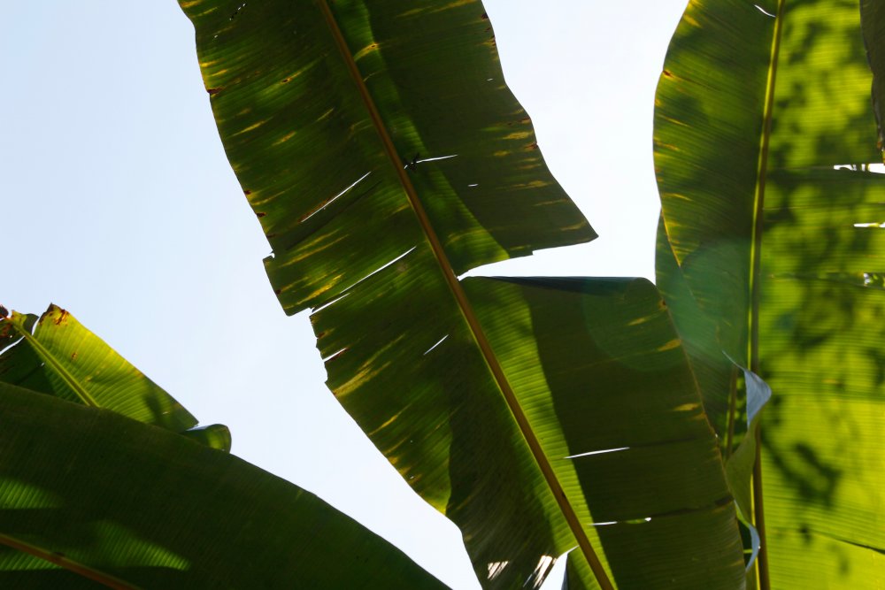 Листья банановой пальмы