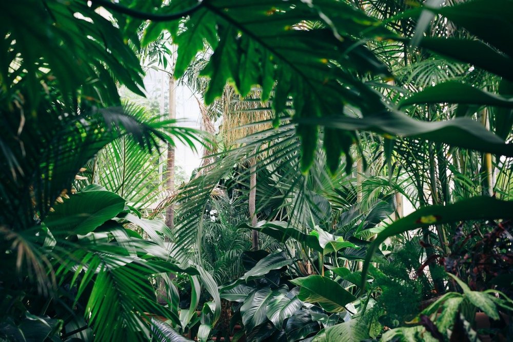 Тропики лес Ботанический сад