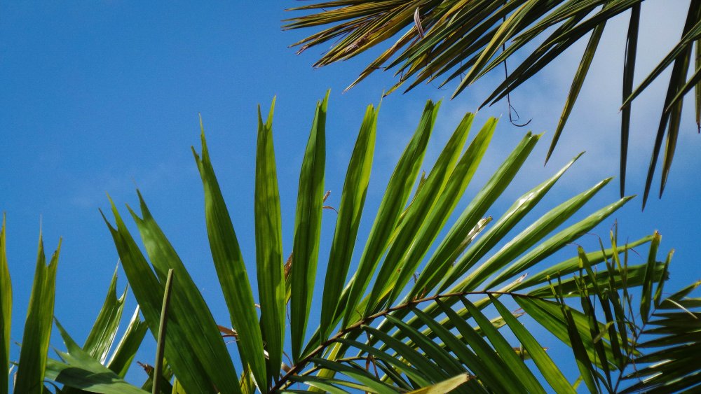Листья финиковой пальмы