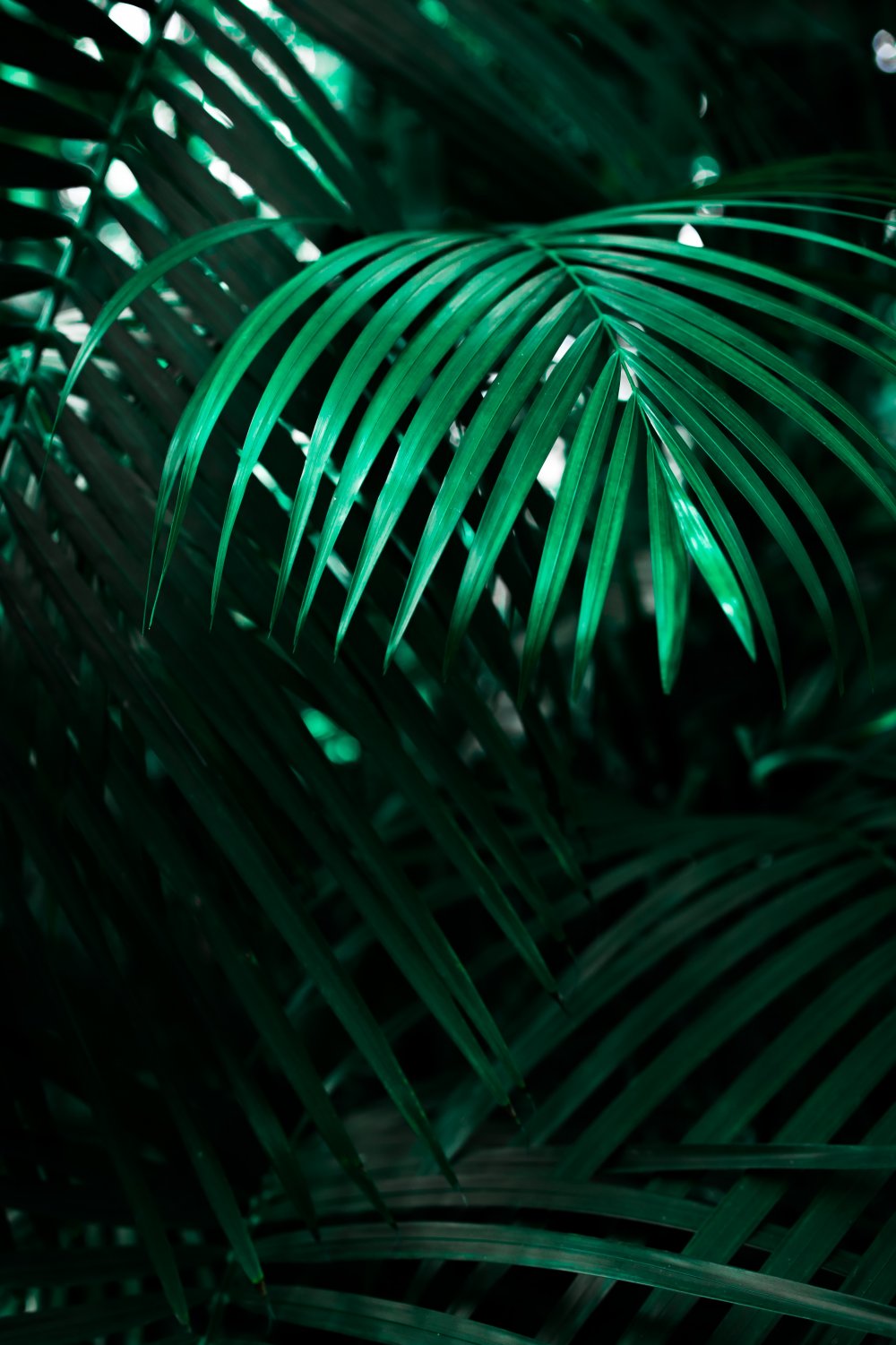Пальмы зелень