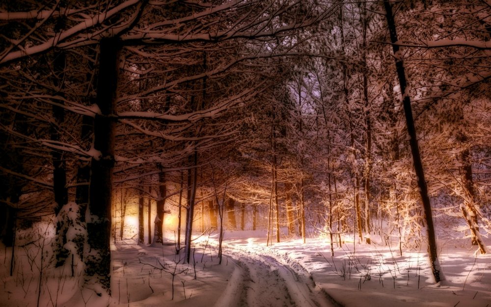 Вечерний лес зимой