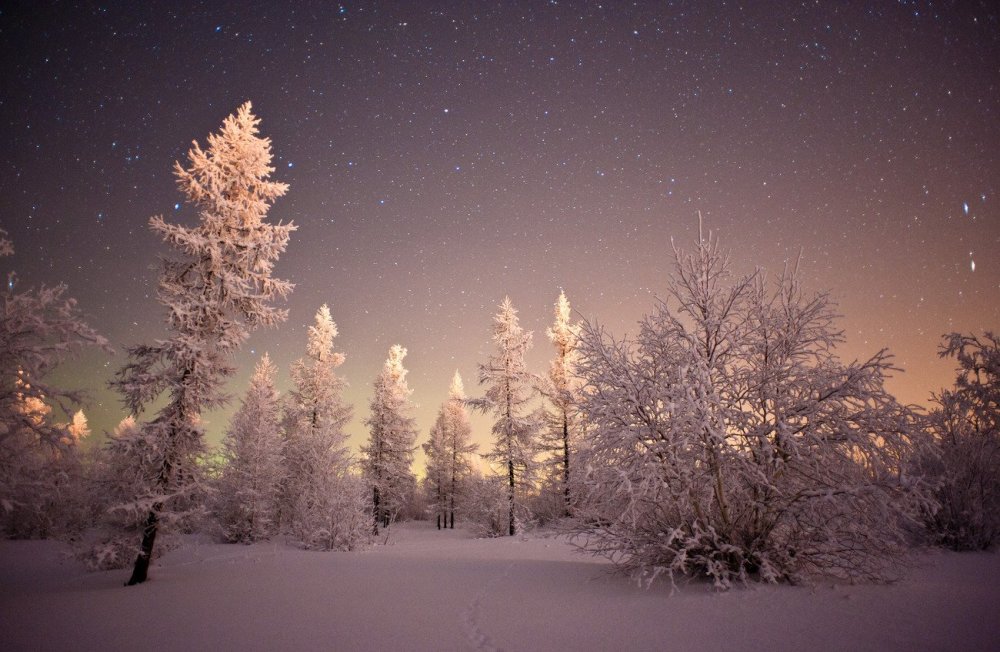 Звезды в лесу зимой