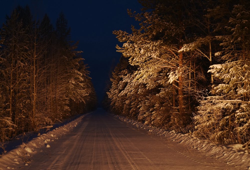 Дорога в лесу ночью