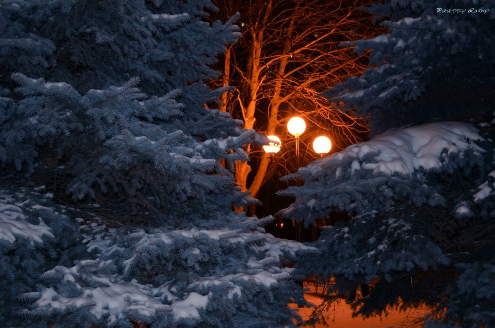 Лес зимой ночью красивые