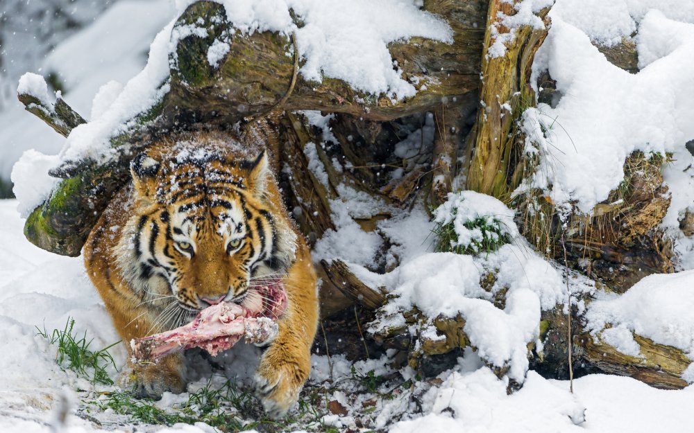 Амурский тигр Хабаровский край зима