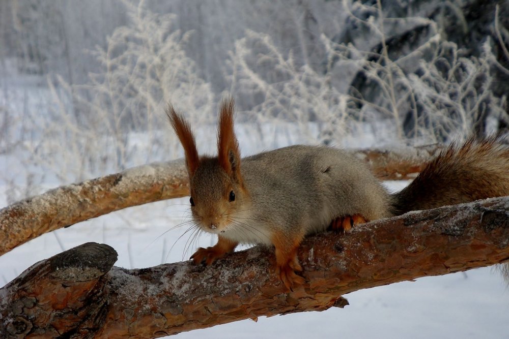 Животные в зимнем лесу