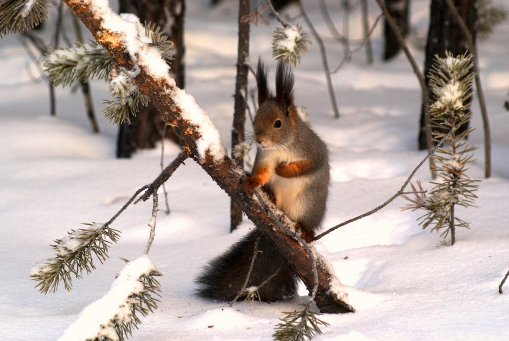 Животные зимой в лесу
