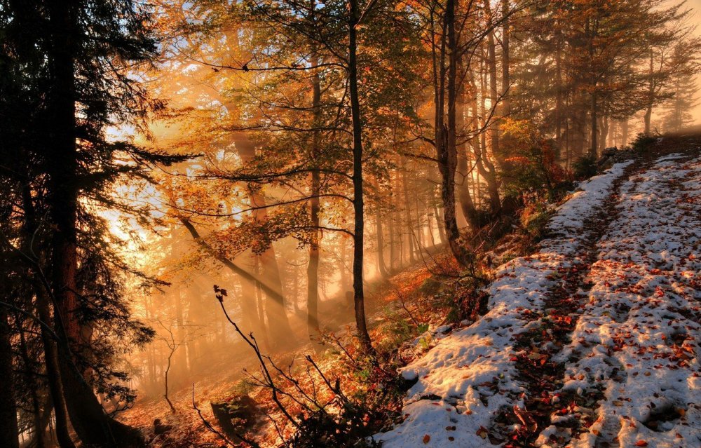 Рассвет в лесу осенью