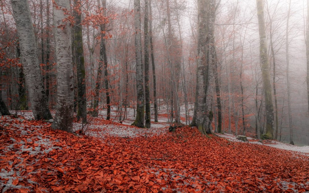 Лес поздней осенью