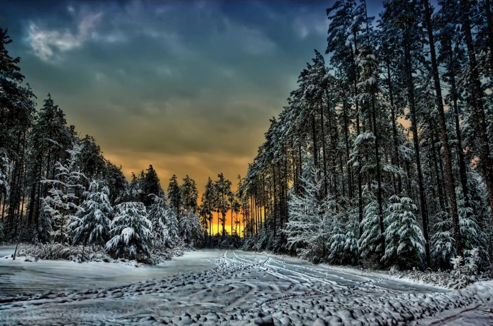 Еловый лес зимой