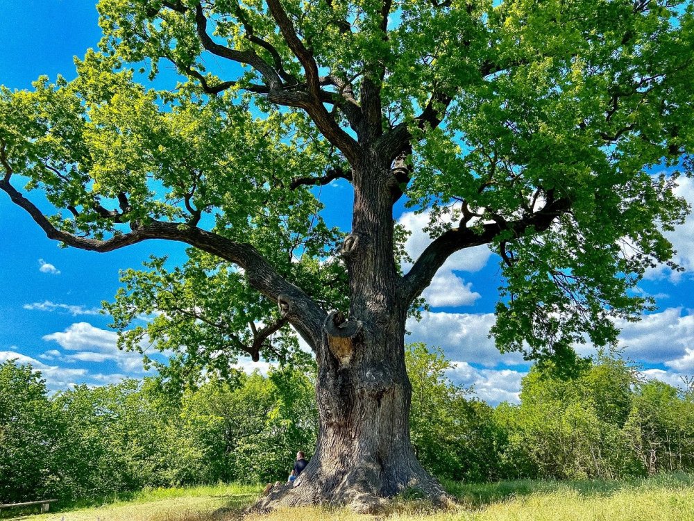 Венге дерево в природе