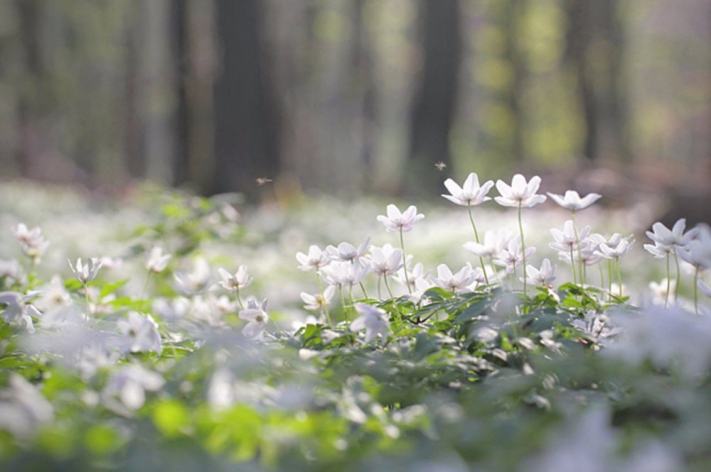 Белые цветочки в лесу