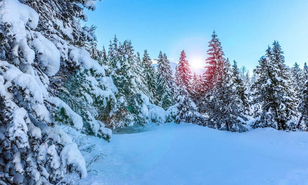 Еловый лес в снегу