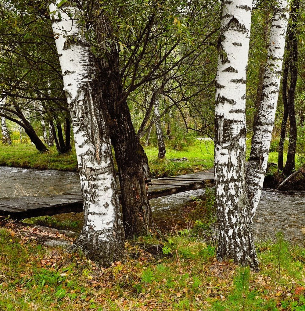 Уральская береза дерево