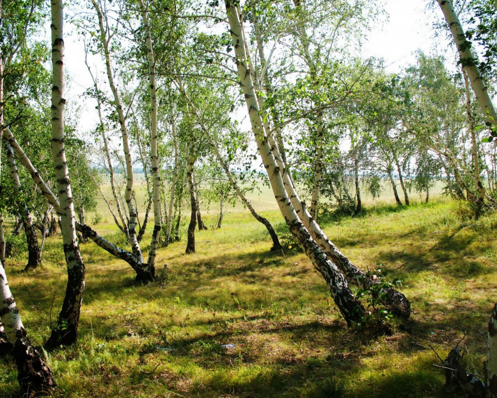 Березовый лес Некрасовка
